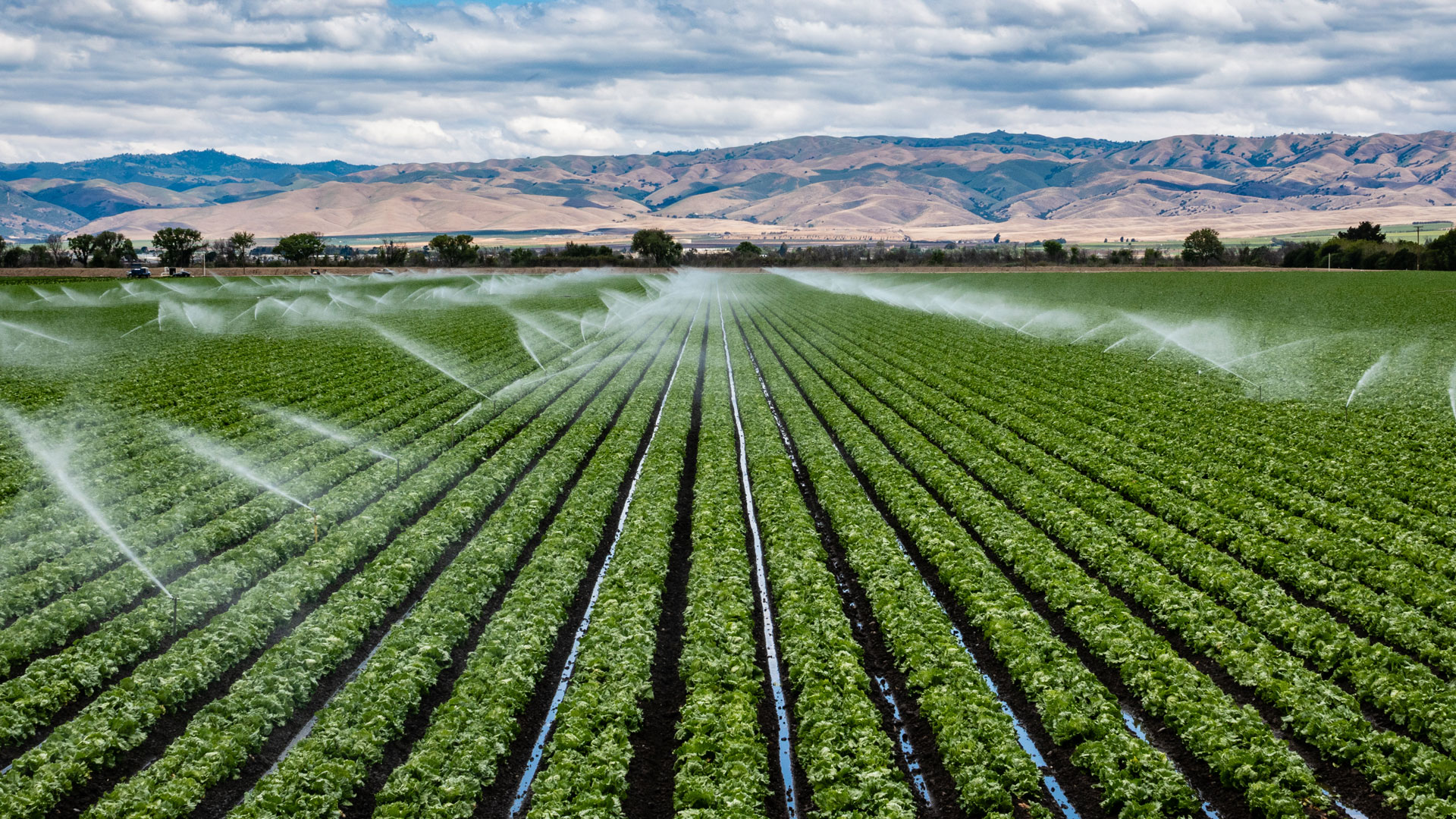 a field of crops with sprinklers